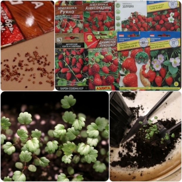 Как вырастить садовую землянику (клубнику) из семян